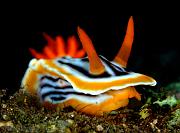 16 Chromodoris magnifica